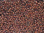 Chocolate Malt