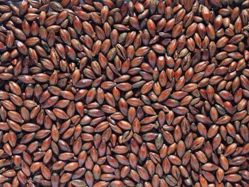 Chocolate Malt