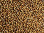 Medium Crystal Malt 240