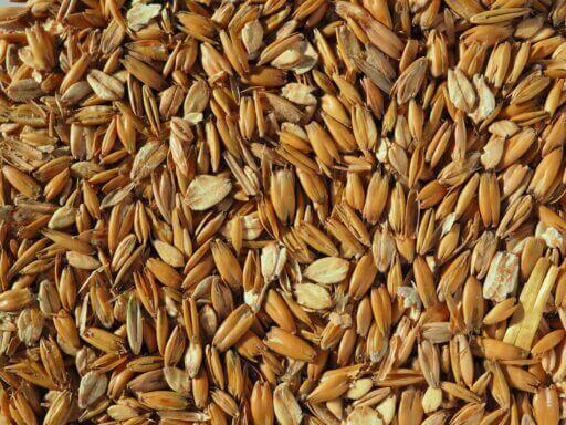 Flaked Torrefied Oats