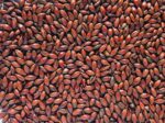 Low Colour Chocolate Malt