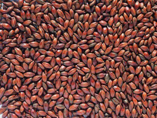 Low Colour Chocolate Malt