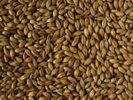 Cara Gold Malt