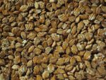 Flaked Torrefied Barley