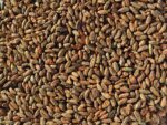 Rye Malt