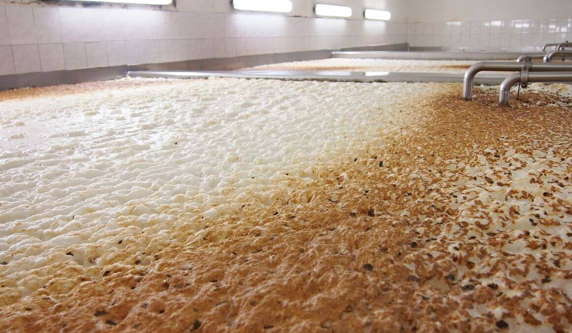 Brewing Yeast
