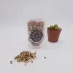 Angelica Root