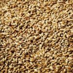 cactus-craft-pale-malt